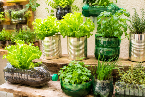 Horta caseira em casas simples com temperos frescos como cebolinha e manjericão